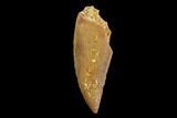 Serrated, Raptor Tooth - Real Dinosaur Tooth #94108-1